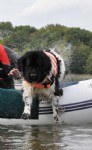 Thanks to Paul for capturing this fantastic photo of Abbey jumping out of the boat.