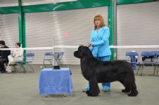 Diane and Blue at the Southern Newfoundland Club Open show
winning reserve best bitch in show