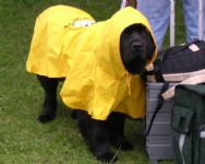 What's with the raincoat? Don't you know newfies have water resistant coats!