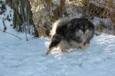 I know I am not a Newfie, but I live with 10 of them, and I can out run all of them! 
Our Finnish Lapphund 'Merlin'