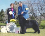 A first for Hanningfield Gavin winning the 9 to 12 month puppy Dog Class at the Newfoundland Club of America National Specialty
