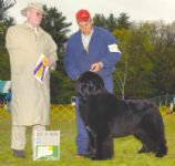 Gavin with his handler Norman winning one of his many Best of Breeds