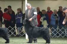 Gavin and Norman in the Best of Breed Class at the National
