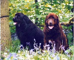 Jasper and Barney