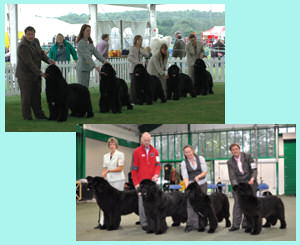 Pictures of Hanningfield Newfoundlands at Shows