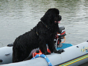 Pictures of Hanningfield Newfoundlands doing Water and Draught activities