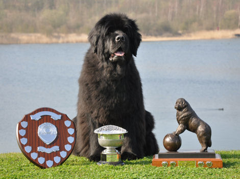 Ruby (Hanningfield Princess Leia) with her SNC trophies for Top Working Newfoundland
