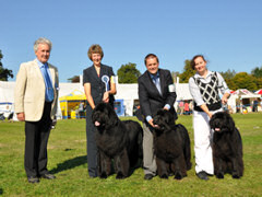 What a day - Reggie wins the CC and Best of Breed, Sabrina wins the CC and becomes a Champion and Mona is Best Puppy in Breed