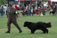 On the move in the show ring